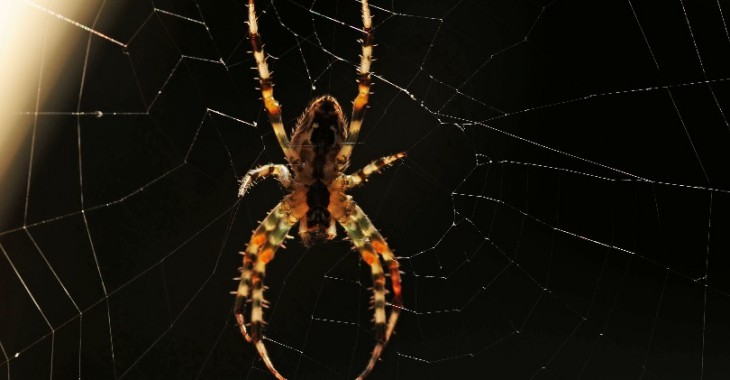 Nowe leki przeciwbólowe w jadzie pająków