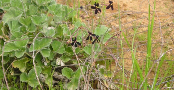 Pelargonia przylądkowa (Pelargonium sidoides)