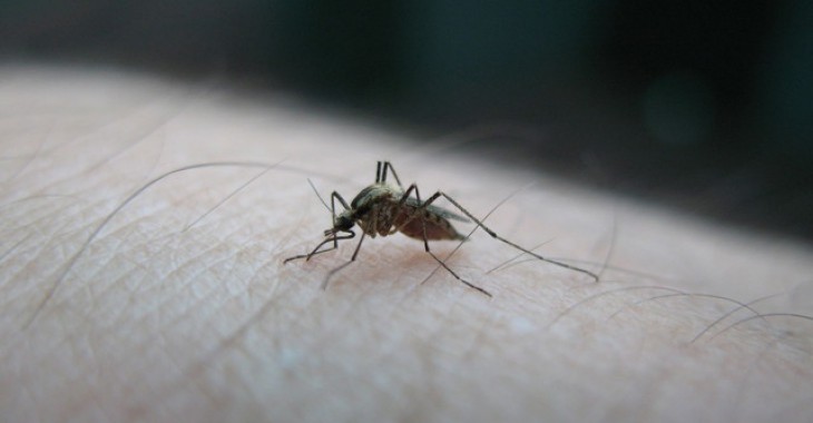 EMA wyznaczyła zespół ds. wirusa Zika. Czym będzie się zajmował?