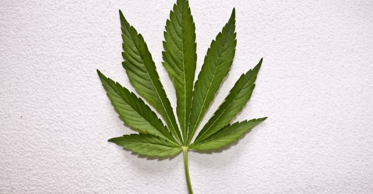 Dwa projekty ustaw dla medycznej marihuany