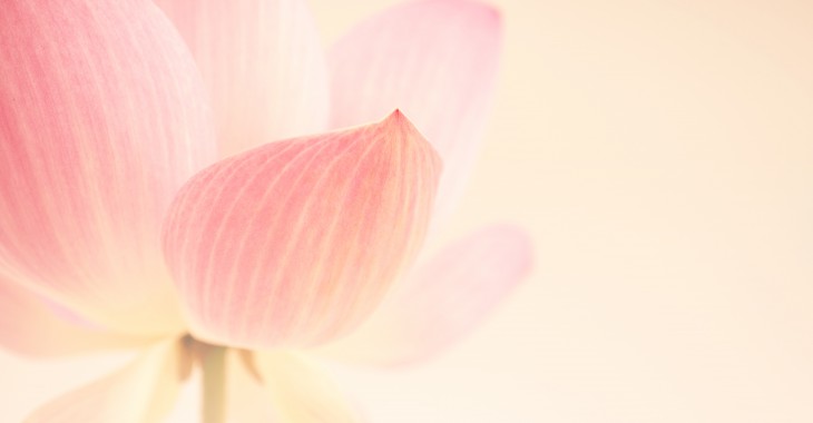 Jak działa na skórę kwiat lotosu?