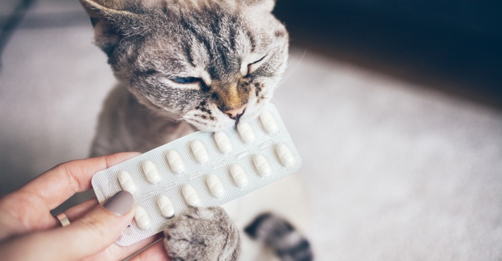 Zakład Farmaceutyczny AMARA: nowa ustawa refundacyjna ograniczy także dostępność leków dla zwierząt